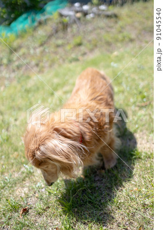 ミニチュアダックスフンドの介護老犬散歩 91045540