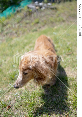 ミニチュアダックスフンドの介護老犬散歩 ミニチュアダックスフンドの介護老犬散歩 91045545