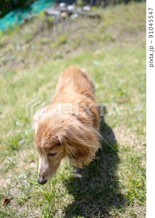 ミニチュアダックスフンドの介護老犬散歩 ミニチュアダックスフンドの介護老犬散歩 91045547