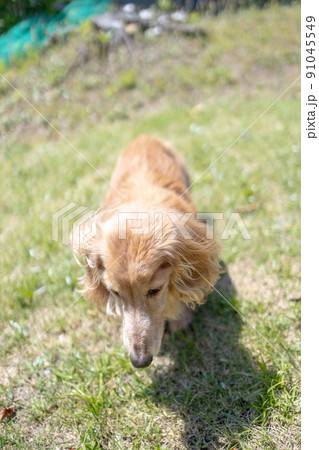 ミニチュアダックスフンドの介護老犬散歩 91045549