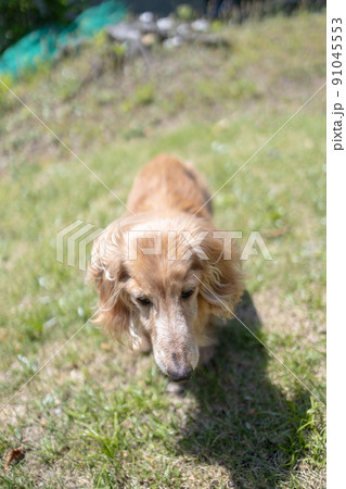 ミニチュアダックスフンドの介護老犬散歩 91045553