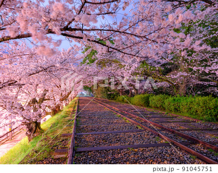 京都_蹴上インクラインと満開の桜イメージ 京都_蹴上インクラインと満開の桜イメージ 91045751