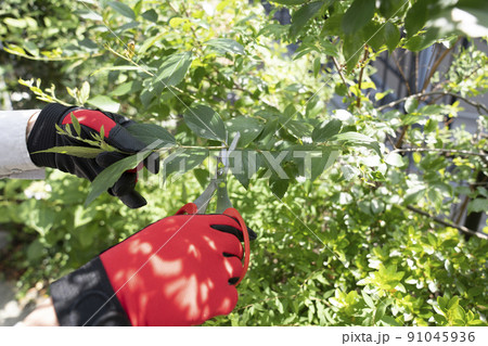 庭木の枝切りをする造園業の作業員の手元 庭木の枝切りをする造園業の作業員の手元 91045936