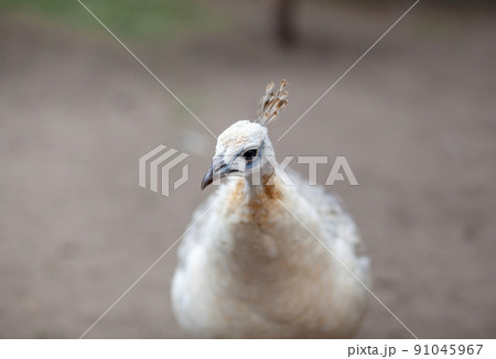 The head of a beautiful white peacock close-up in the zoo. The head of a beautiful white peacock close-up in the zoo. 91045967