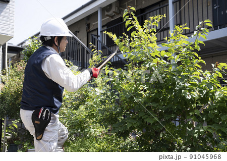 脚立にのって庭木の枝切りをする造園業の作業員 91045968