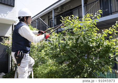 脚立にのって庭木の枝切りをする造園業の作業員 91045973
