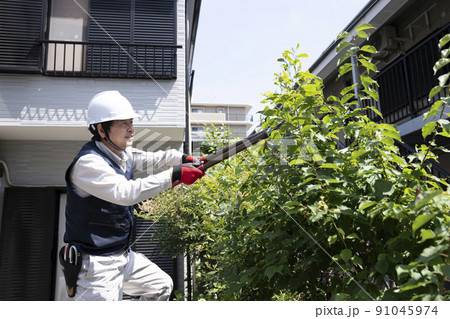 脚立にのって庭木の枝切りをする造園業の作業員 91045974