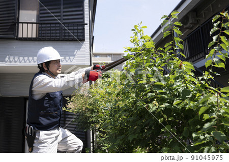 脚立にのって庭木の枝切りをする造園業の作業員 91045975