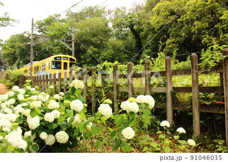 北山公園のアジサイと東村山行の電車(1) 北山公園のアジサイと東村山行の電車(1) 91046035
