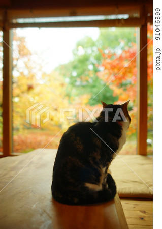 紅葉を背景に佇むキジ猫 紅葉を背景に佇むキジ猫 91046399
