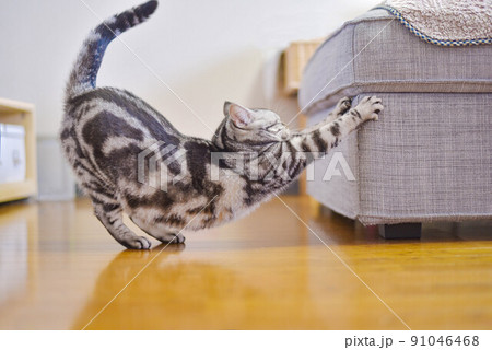 オットマンでストレッチをする猫 91046468