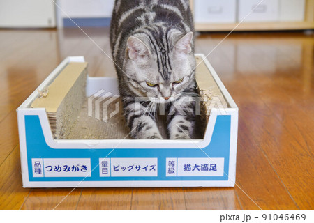 段ボールで爪研ぎをする猫 段ボールで爪研ぎをする猫 91046469