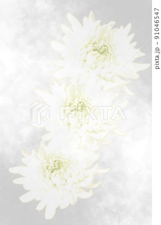 仏事用白菊のはがき 仏事用白菊のはがき 91046547