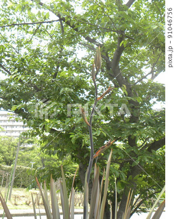 四〇年に一度咲くニューサイランの蕾がもう直ぐ開くようです 四〇年に一度咲くニューサイランの蕾がもう直ぐ開くようです 91046756