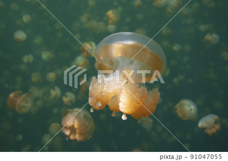 ジェリーフィッシュレイク 91047055