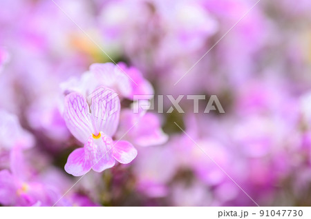 ピンクの可愛いリナリア、姫金魚草|マクロレンズで撮影 ピンクの可愛いリナリア、姫金魚草|マクロレンズで撮影 91047730