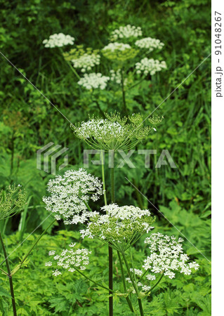 ハナウドの花開く 福島県只見町 ハナウドの花開く 福島県只見町 91048267