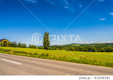 晴天の青空の下、北海道の美瑛町にあるケンとメリーの木。初夏6月 91048381