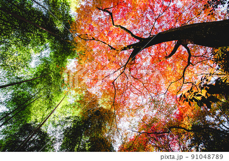 京都 常寂光寺の紅葉 -Red leaves in Kyoto- 京都 常寂光寺の紅葉 -Red leaves in Kyoto- 91048789