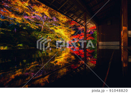 京都 瑠璃光院の夜紅葉 -Red leaves in Kyoto- 京都 瑠璃光院の夜紅葉 -Red leaves in Kyoto- 91048820