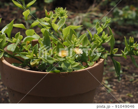 鉢植えのベビーサンローズ 91049046