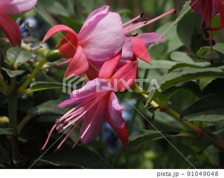 庭の花フクシアの鉢植え 91049048