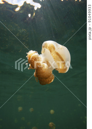 ジェリーフィッシュレイク 91049933