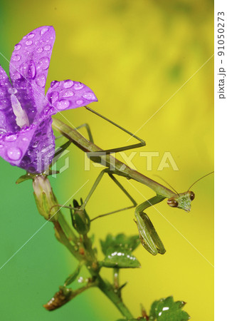 花にとまるカマキリ 花にとまるカマキリ 91050273