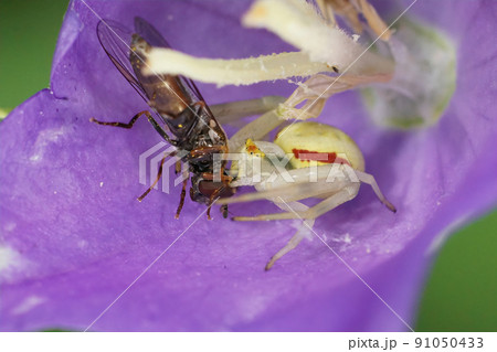 Colorful closeup of a goldenrod crab spider, Misumena vatia, predating on a marmelade hoverfly, Episyprhus balteatus inside a blue Campanula flower 91050433
