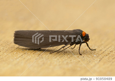 Closeup on the black colored red-necked footman,Atolmis rubricollis sitting on wood Closeup on the black colored red-necked footman,Atolmis rubricollis sitting on wood 91050489