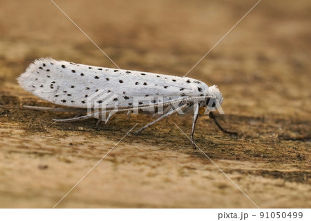 Closeup on the white speckled Yponomeuta evonymella ,Bird-cherry Ermine, sitting on wood in the garden Closeup on the white speckled Yponomeuta evonymella ,Bird-cherry Ermine, sitting on wood in the garden 91050499