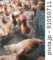 Chickens on traditional free range poultry farm 91050711