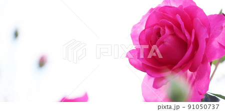 ピンクの薔薇 ピンクの薔薇 91050737