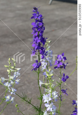 春の日本の公園に咲く紫色と薄紫色のチドリソウの花 91050990