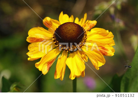 Closeup on a yellow Helenium flower , visited by a Large headed armoured resin bee, Heriades truncorum female 91051132