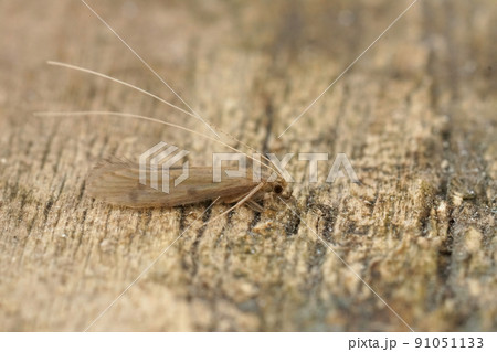 Closeup on a lightbrown caddisfly , Oecetis lacustris, sitting on wood Closeup on a lightbrown caddisfly , Oecetis lacustris, sitting on wood 91051133
