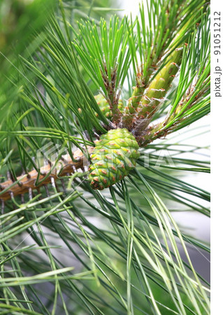 緑色の大きな松の実（松ぼっくり）　 91051212