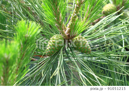 緑色の大きな松の実（松ぼっくり）　 91051215