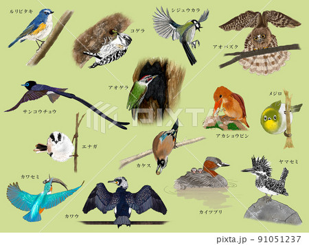 日本で見られるいろんな野鳥 91051237