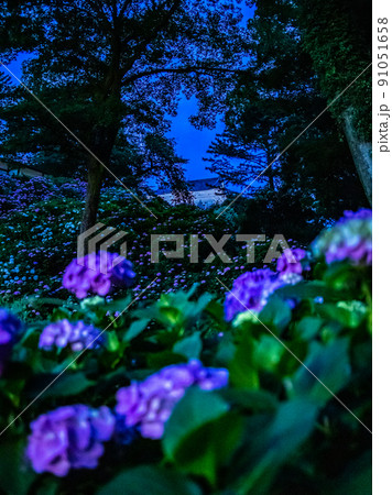 小田原城のライトアップ　紫陽花と花菖蒲 91051658