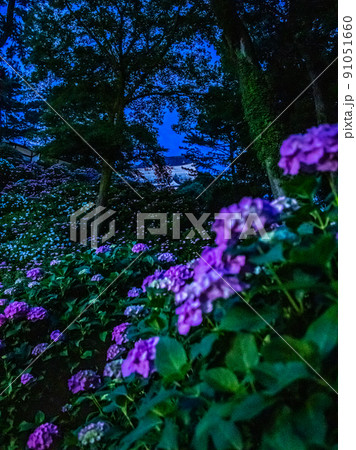 小田原城のライトアップ　紫陽花と花菖蒲 91051660