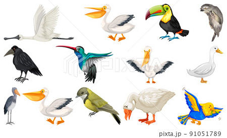 Different kinds of birds collection 91051789