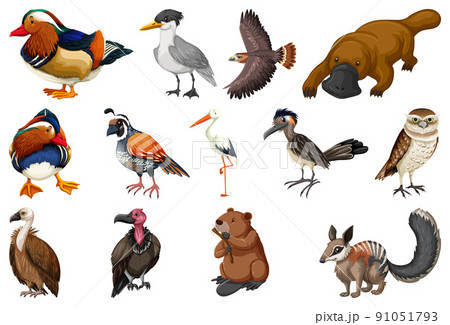 Different kinds of animals collection 91051793