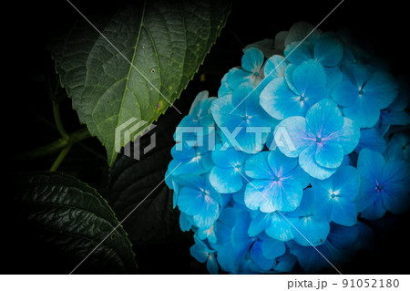 青い紫陽花 青い紫陽花 91052180