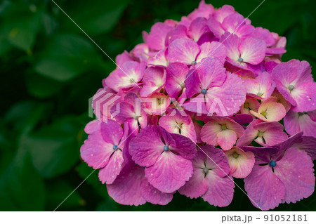 ピンクの紫陽花 91052181