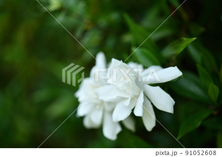 クチナシ（山梔子）の花 91052608