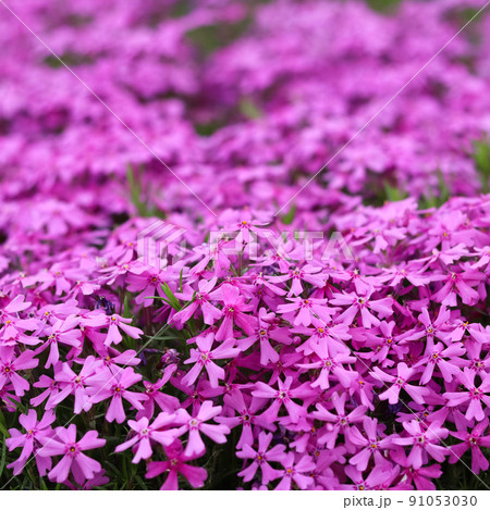 Background of purple flowers Phlox in spring 91053030
