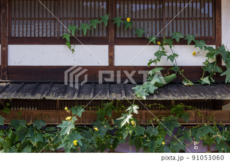 古い日本家屋の壁に咲くヘチマの花 91053060