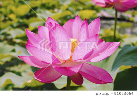 光を浴びる蓮の花 91053064