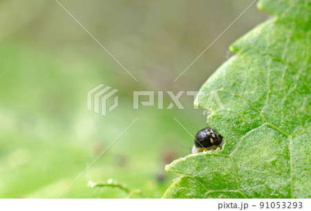 Dark green caterpillar on a plant in the garden Dark green caterpillar on a plant in the garden 91053293